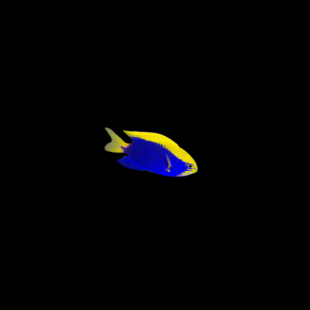 Starcki Damsel Coral Sea (Chrysiptera Starcki)