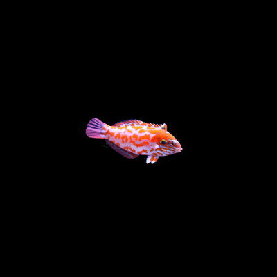 Choat&#39;s Red Leopard Wrasse (Macropharyngodon Choati)