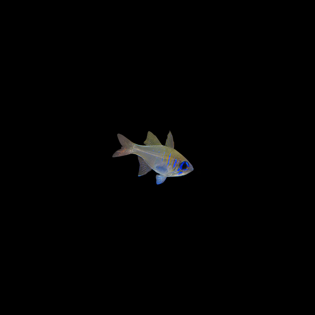 Blue eye Cardinalfish (Zoramia Leptacanthus)