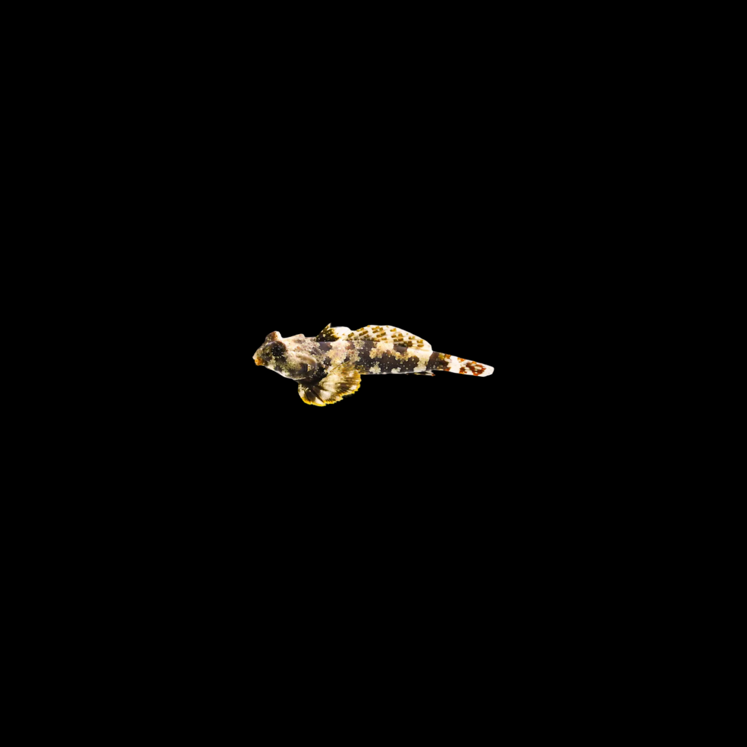 Scooter Dragonete (Synchiropus ocellatus)