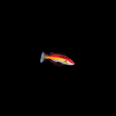 Naoko&#39;s Fair Wrasse (Cirrhilabrus Naokoae)