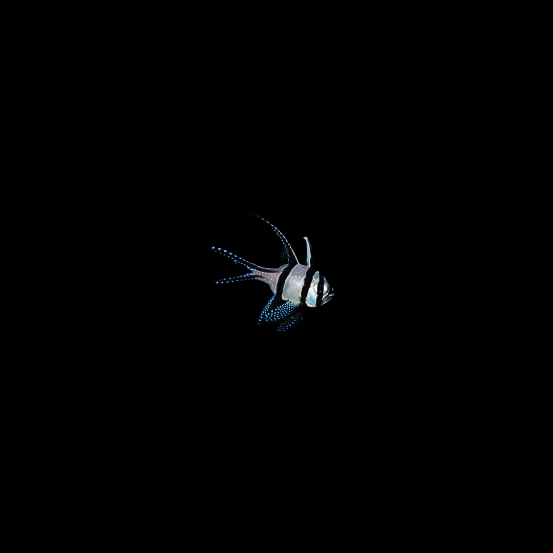 Banggai cardinalfish (Pterapogon kauderni)