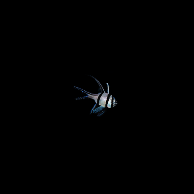 Banggai cardinalfish (Pterapogon kauderni)