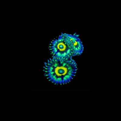Zoanthids