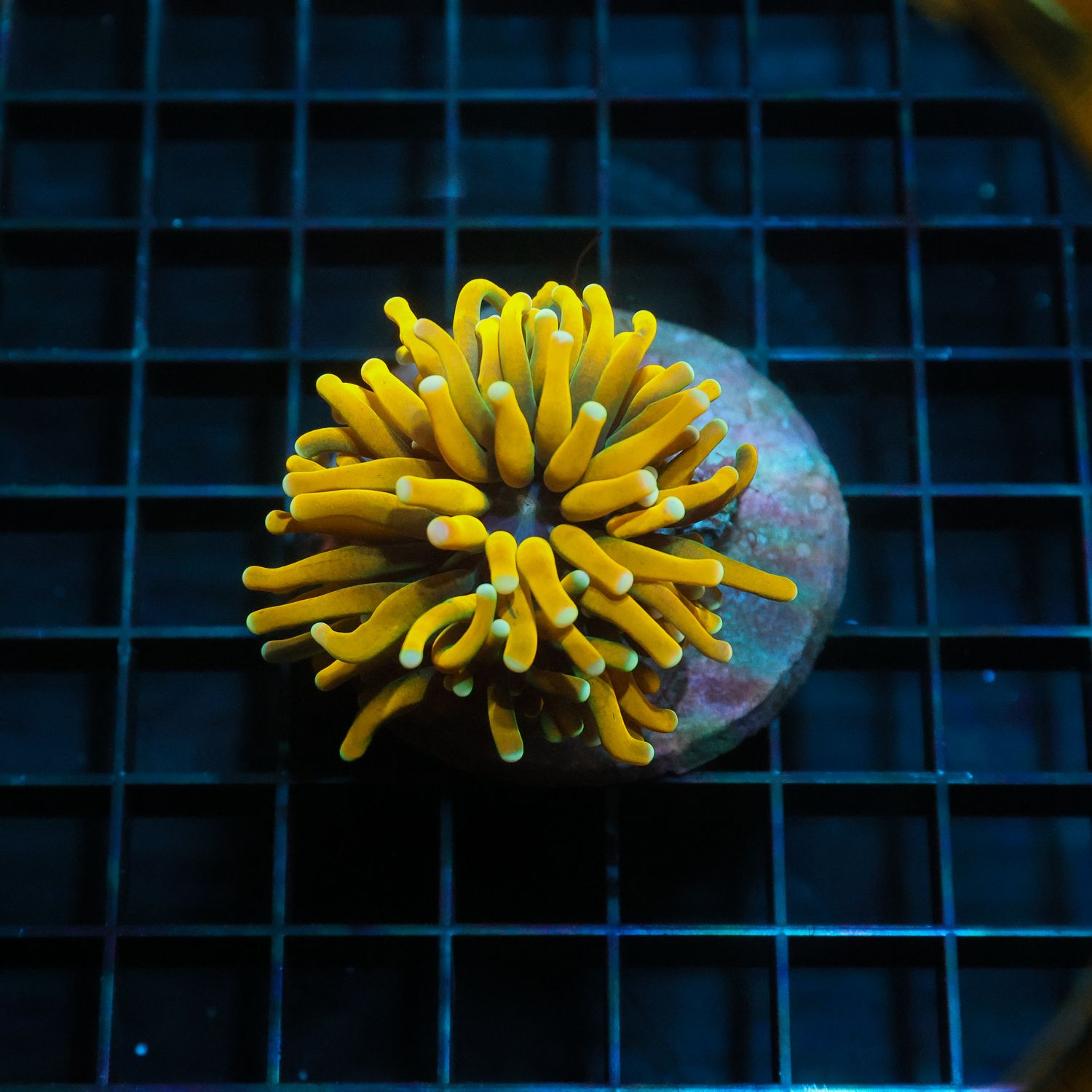 Green Mouth Banana Torch (Euphyllia Glabrescens)