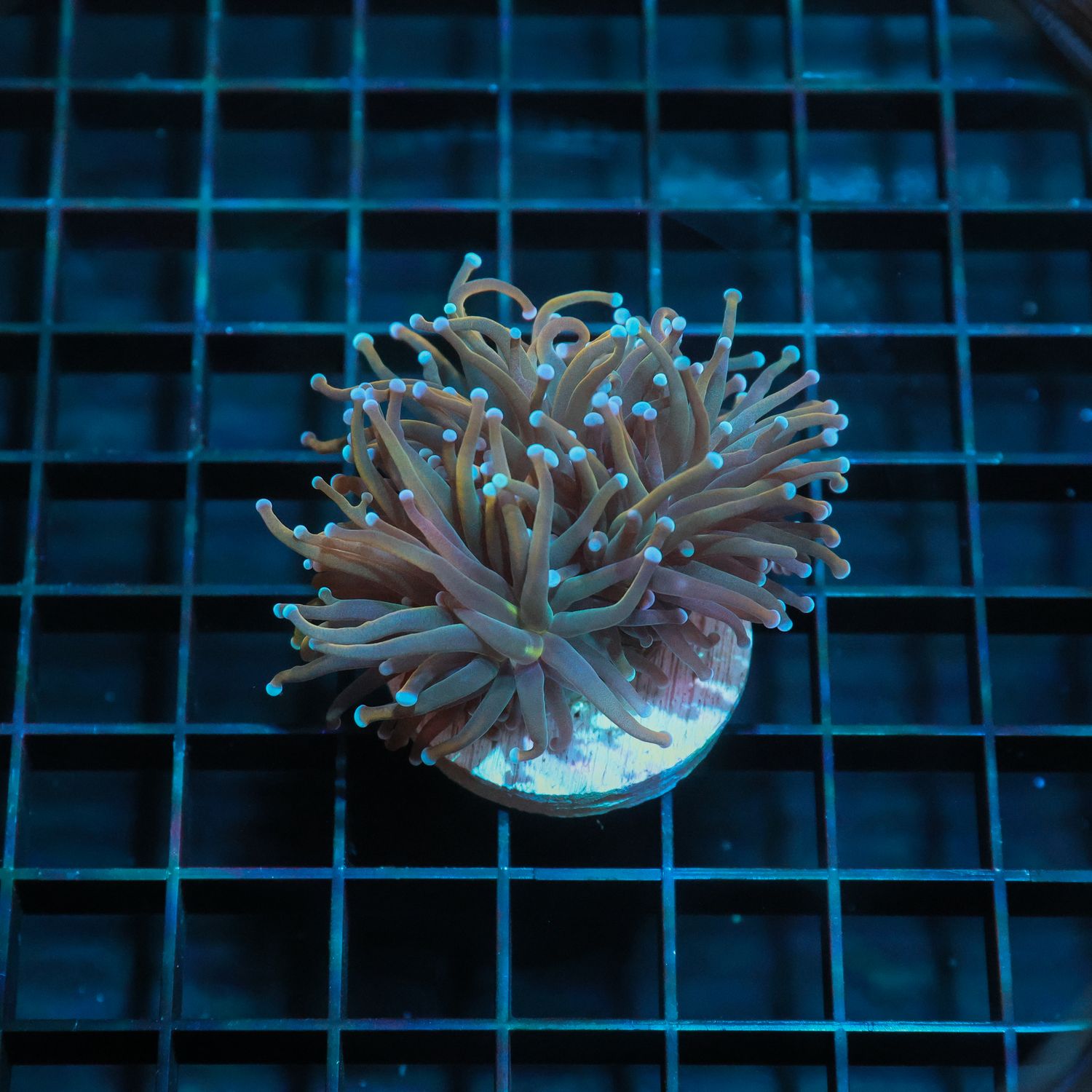 Rapunzel Torch (Euphillia Grabrescens)