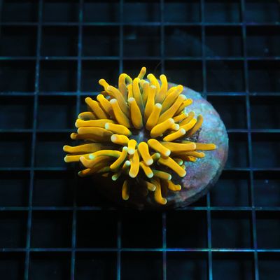 Green Mouth Banana Torch (Euphyllia Cristata)