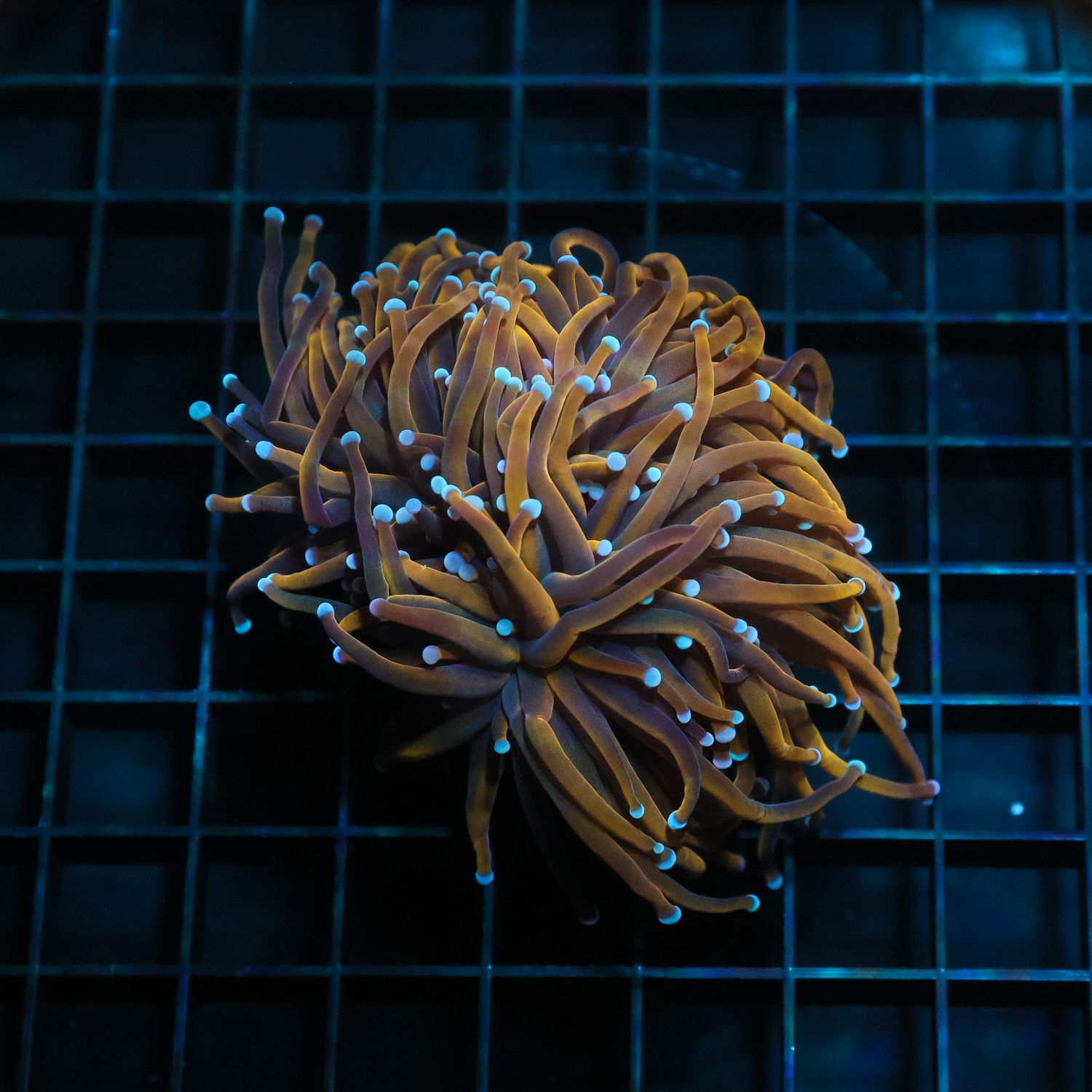 24K Gold Torch (Euphillia Grabrescens)
