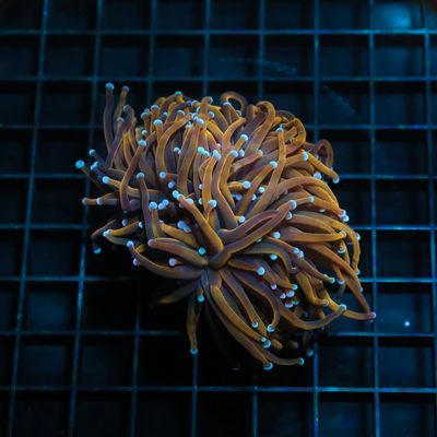 24K Gold Torch (Euphillia Grabrescens)