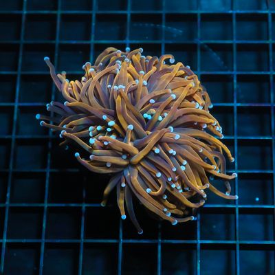 24K Gold Torch (Euphillia Grabrescens)