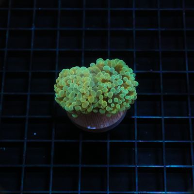 Irish Sunset Hammer (Euphillia Parancora)