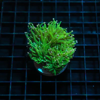 Cotton Candy Torch (Euphillia Grabrescens)