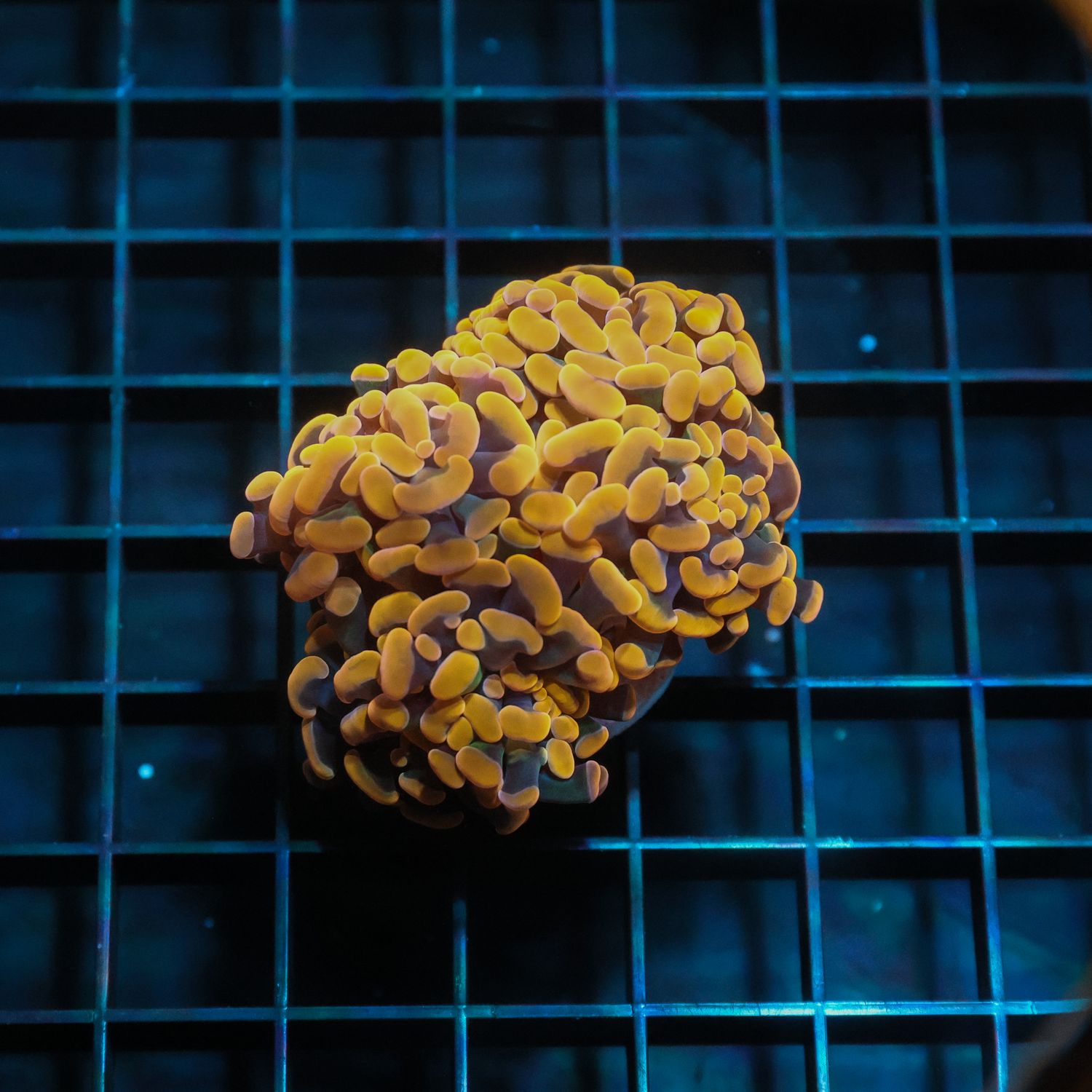 Orange Branching Hammer Frag  (Euphyllia parancora)
