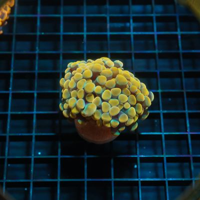 Gold Branching Hammer Frag (Euphyllia parancora)