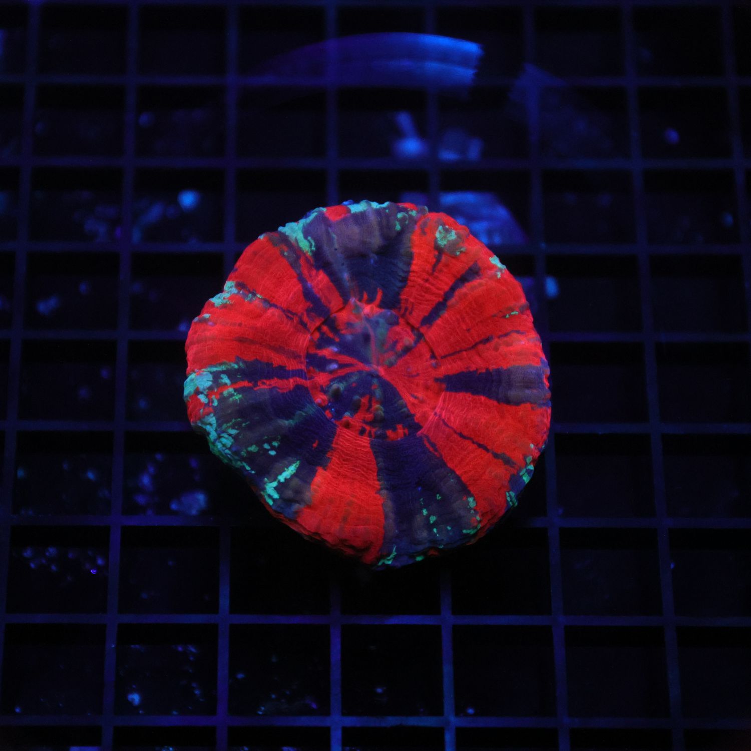 War Paint Scoly 3 (Scolymia Australis)
