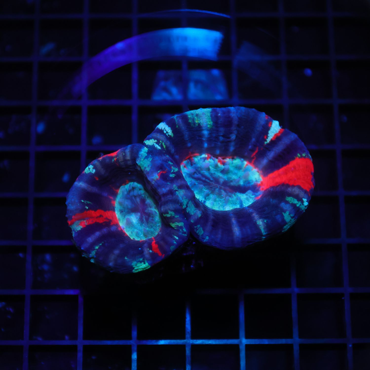 War Paint Scoly Double Head 1 (Scolymia Australis)