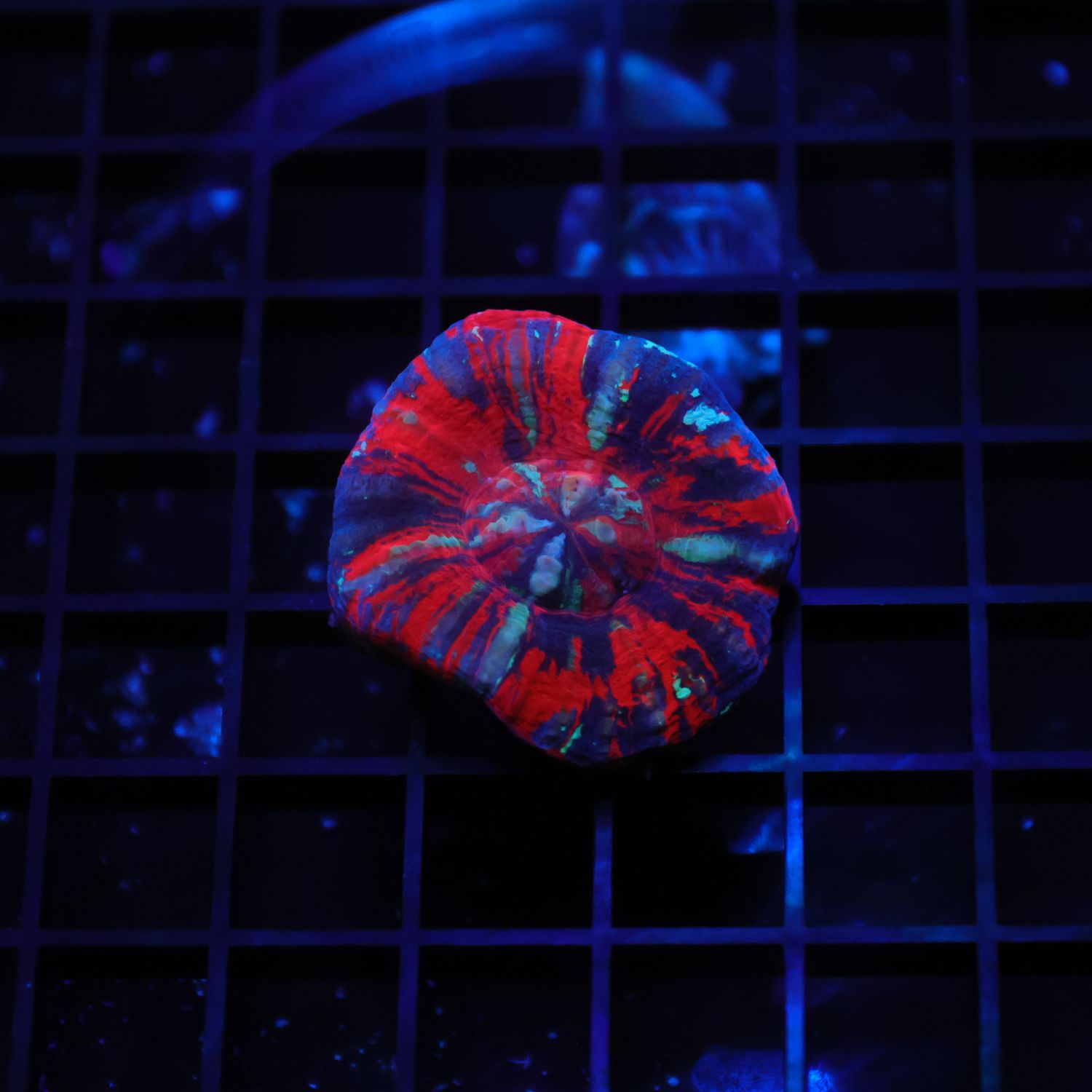 War Paint Scoly 1 (Scolymia Australis)