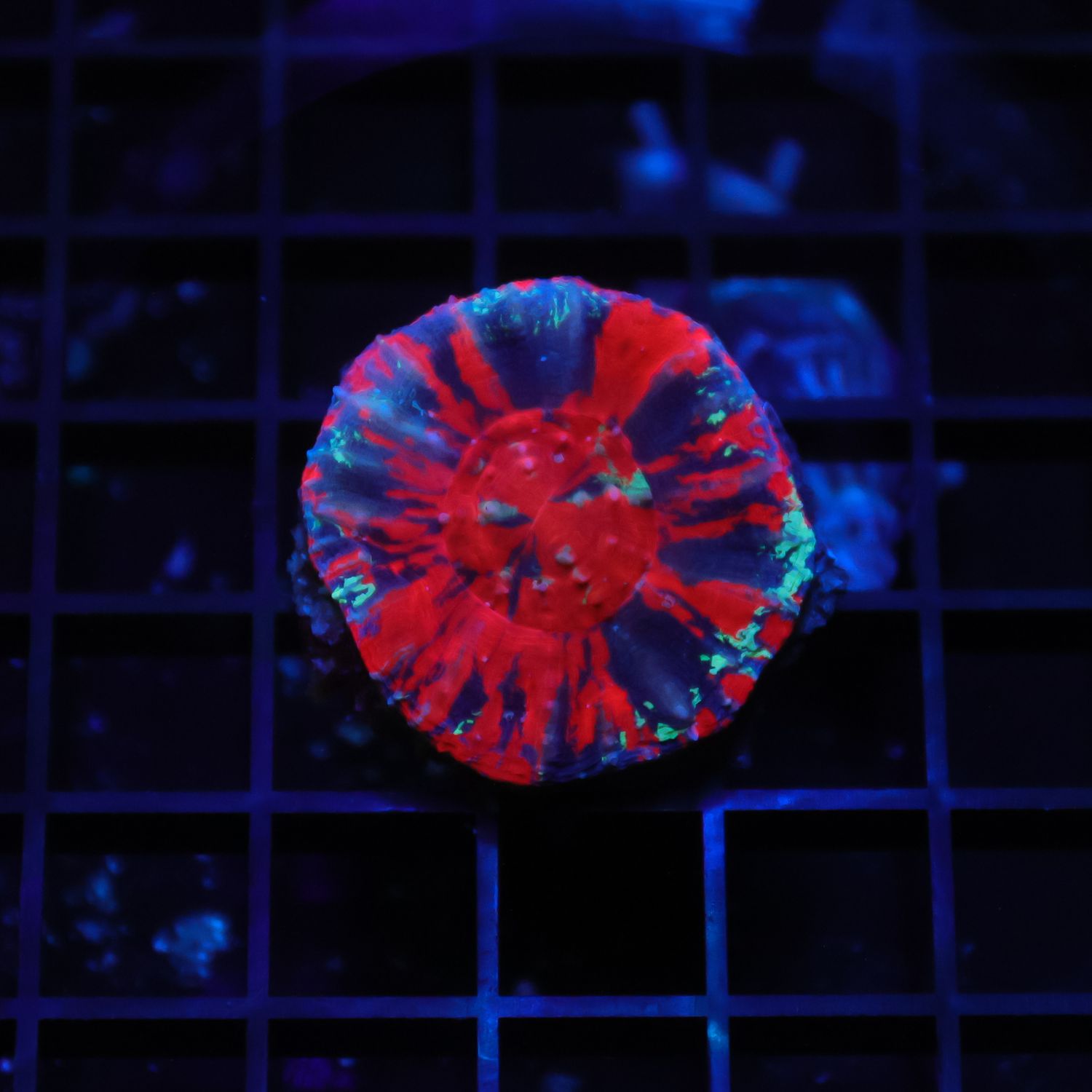 War Paint Scoly 2 (Scolymia Australis)