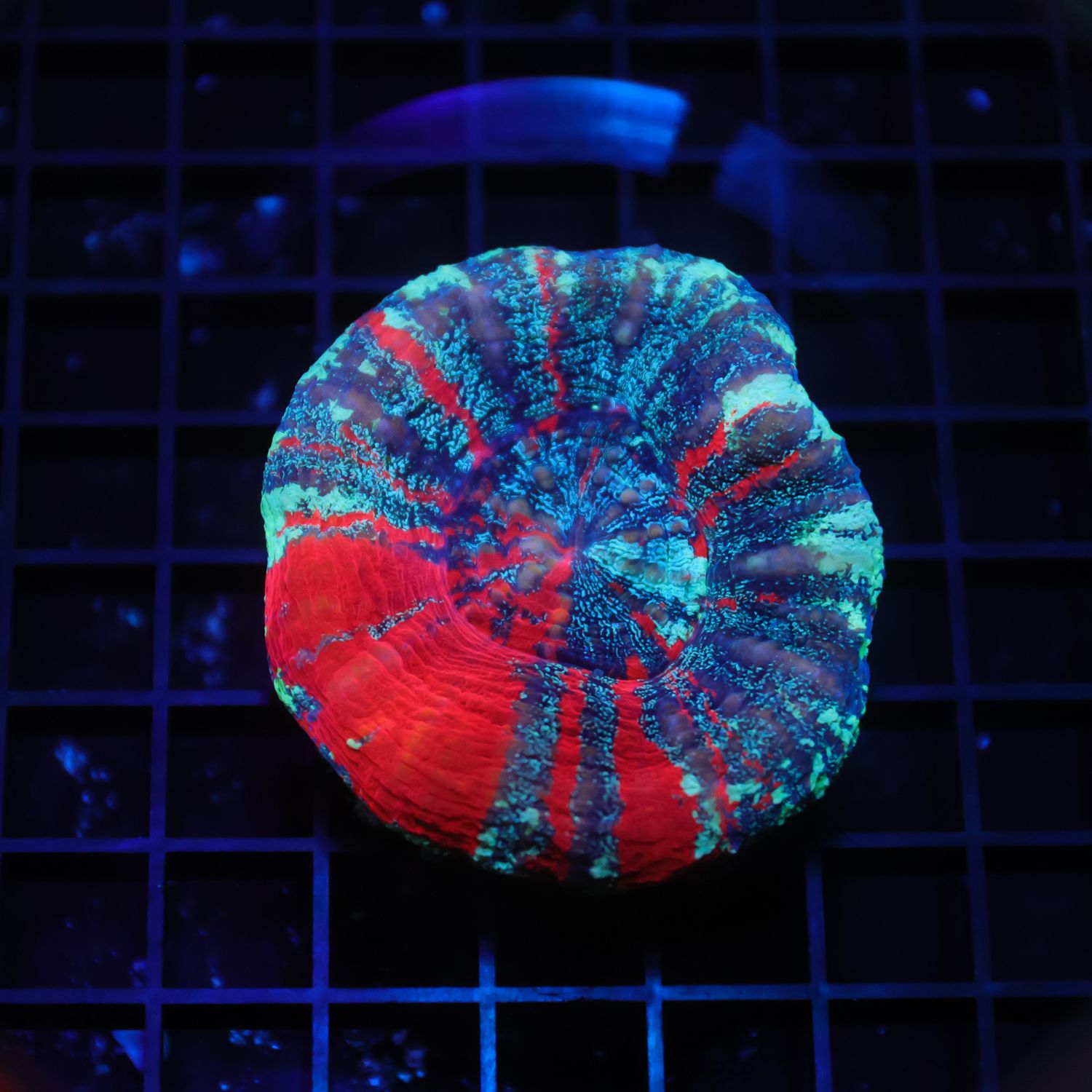 War Paint Scoly 4 (Scolymia Australis)