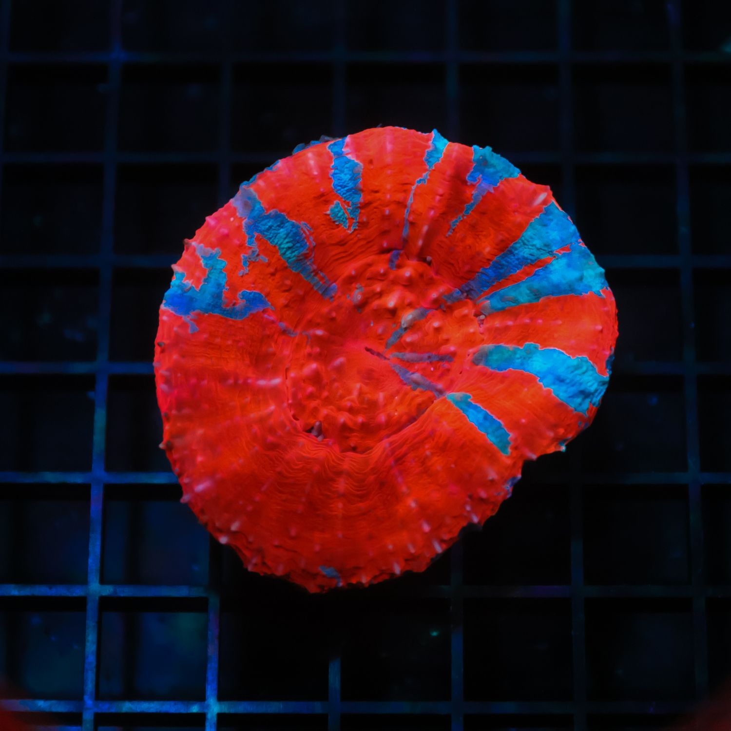 Superman Scoly 1 (Scolymia Australis)