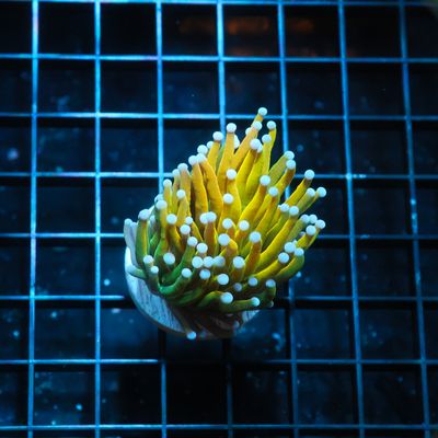 Banana Grail Torch (Euphillia Grabrescens)