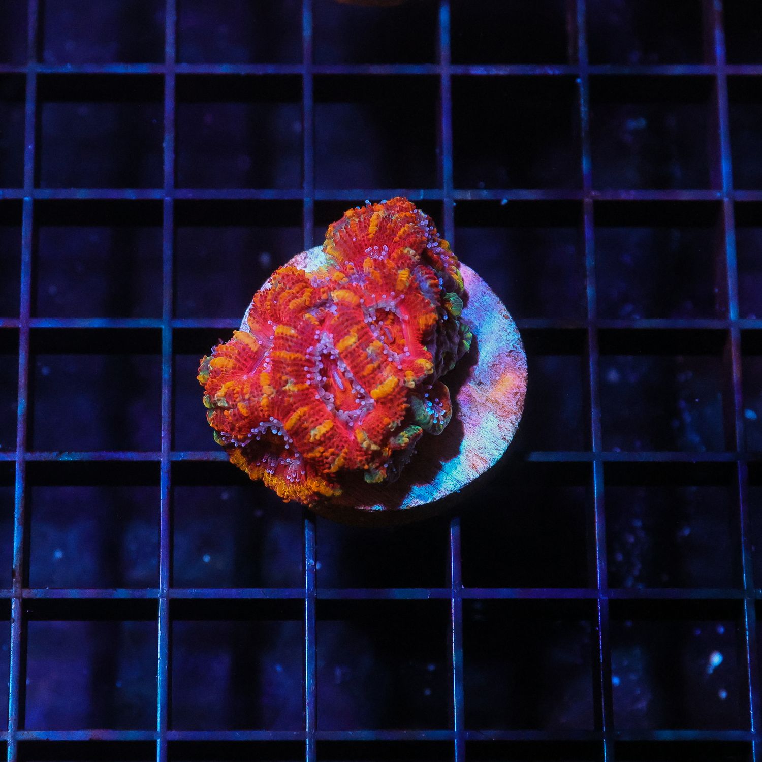Rainbow Acan 4 (Acan Lordhowensis)