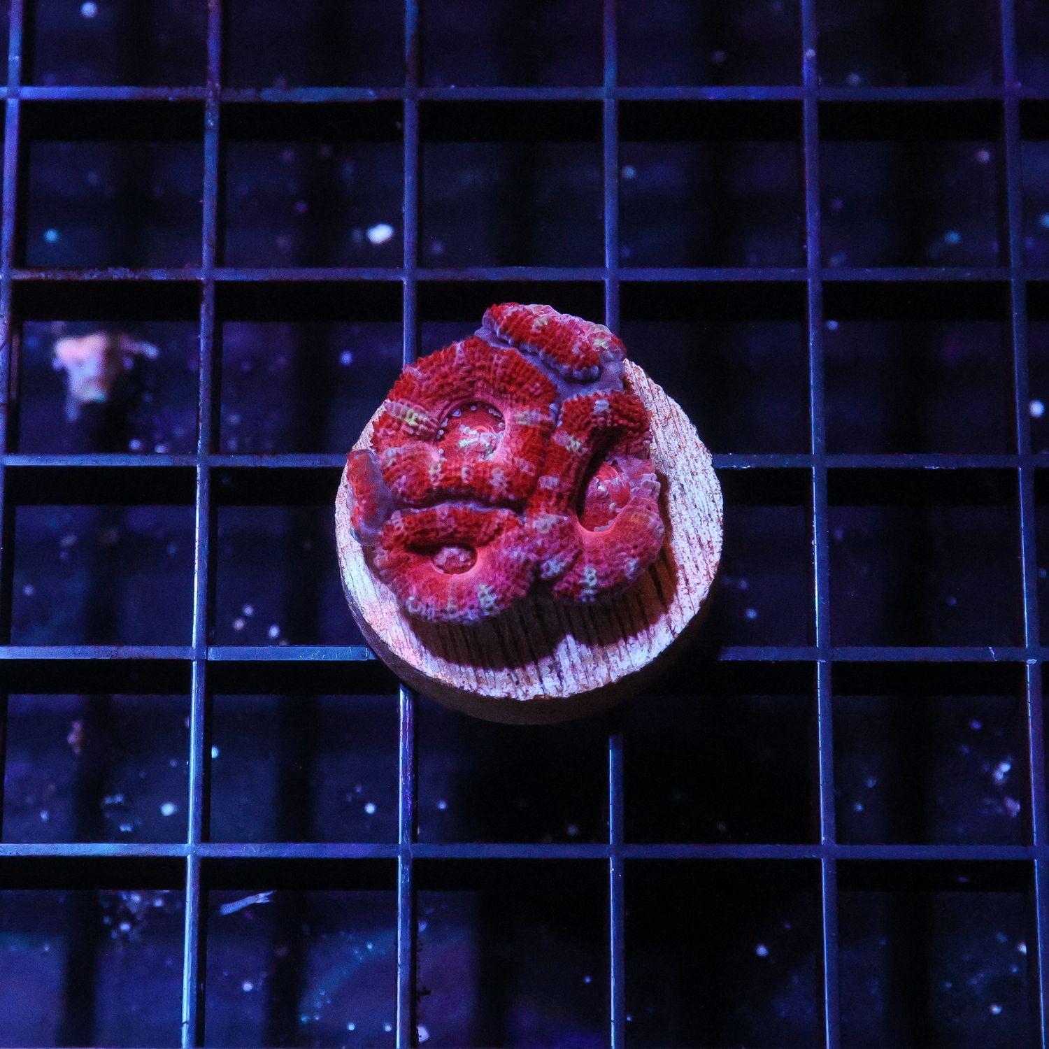 Ultra Acan 1 (Acan Lordhowensis)