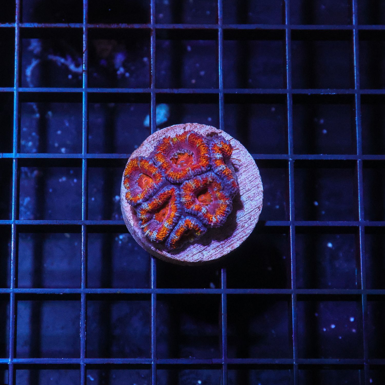 Rainbow Acan 1 (Acan Lordhowensis)