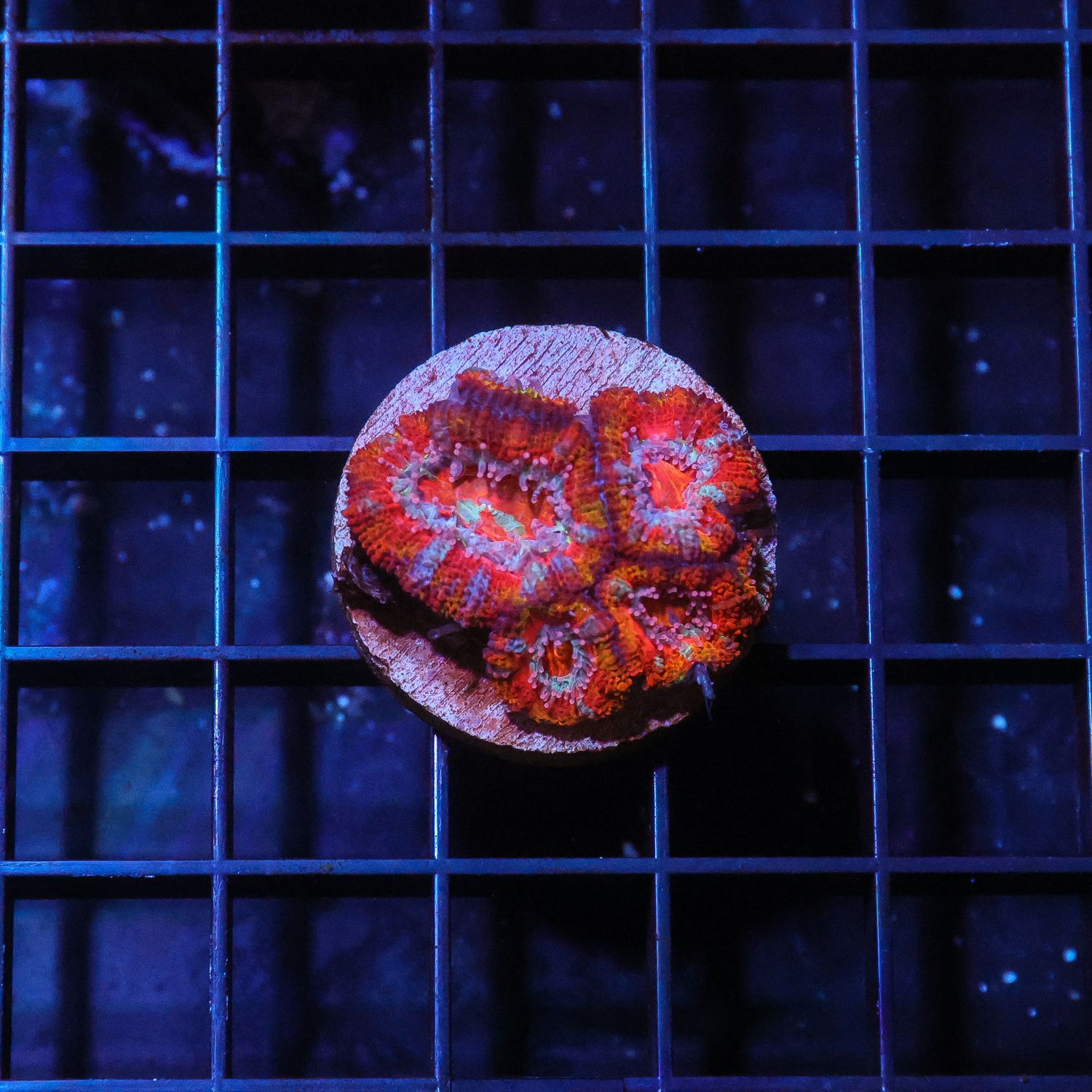 Rainbow Acan 5 (Acan Lordhowensis)