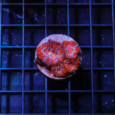 Rainbow Acan 5 (Acan Lordhowensis)