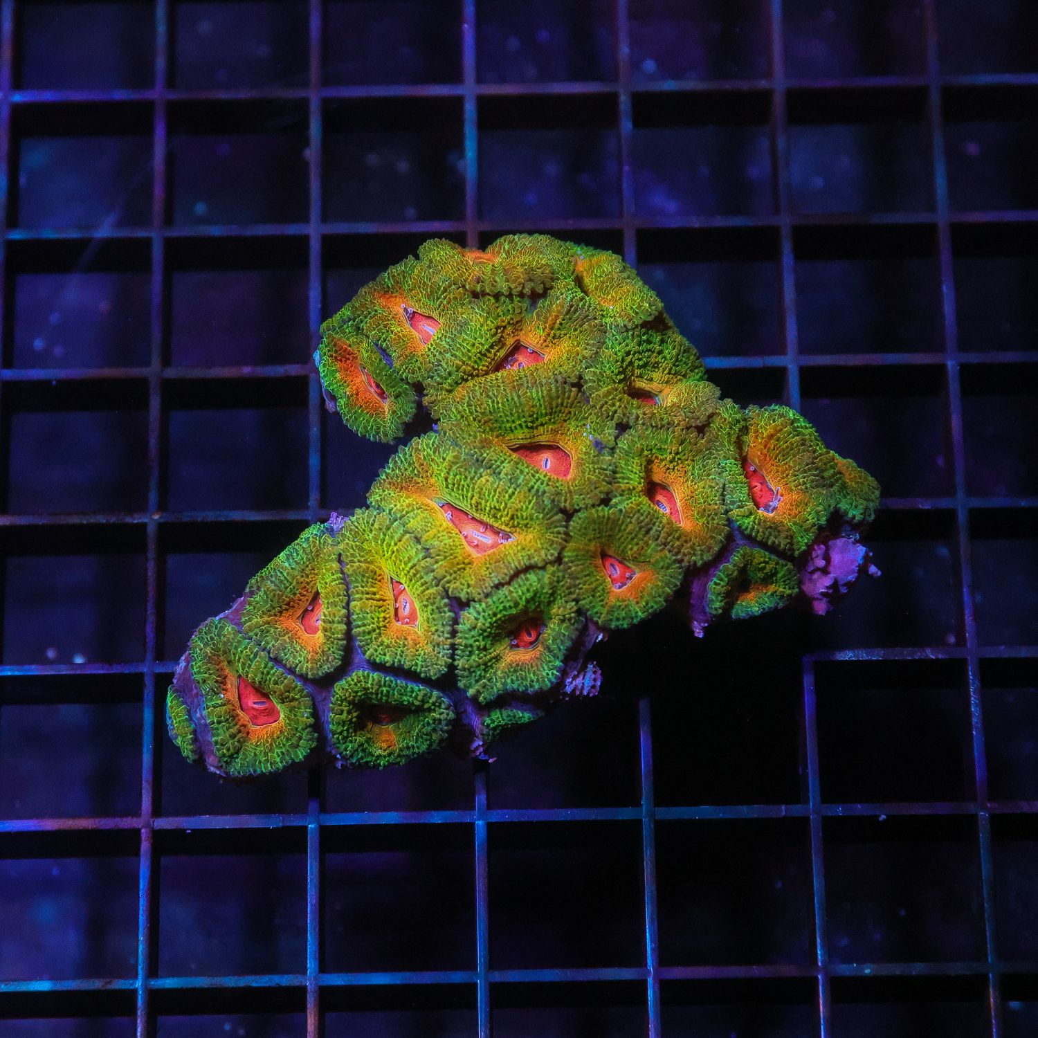 Bi-color Acan Colony 5 (Acan Lordhowensis)