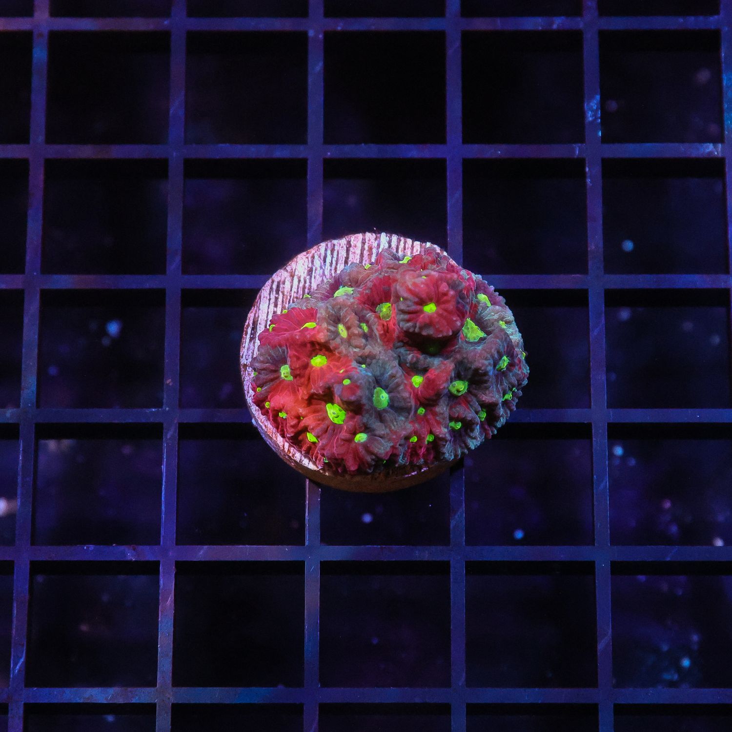 War Coral Favites