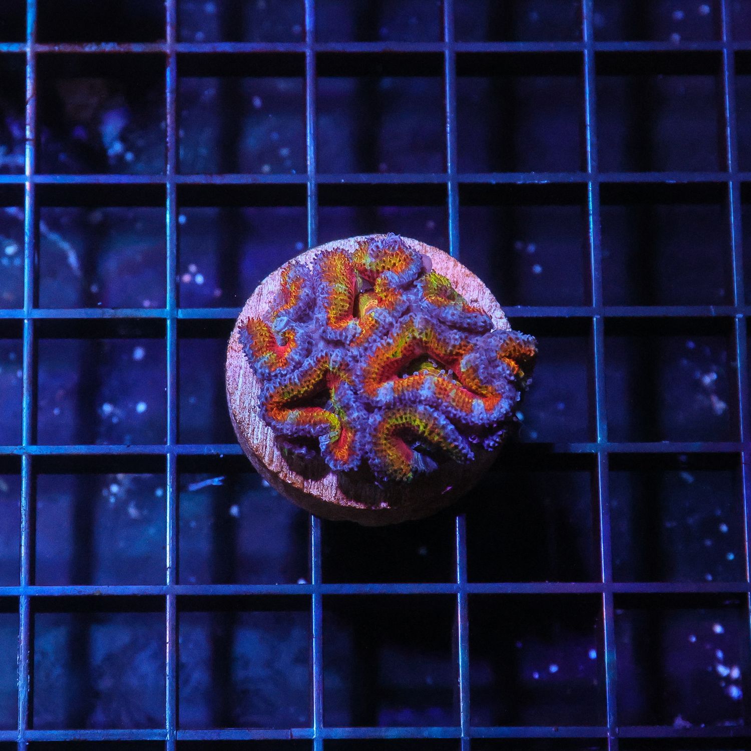 Rainbow Acan 2 (Acan Lordhowensis)