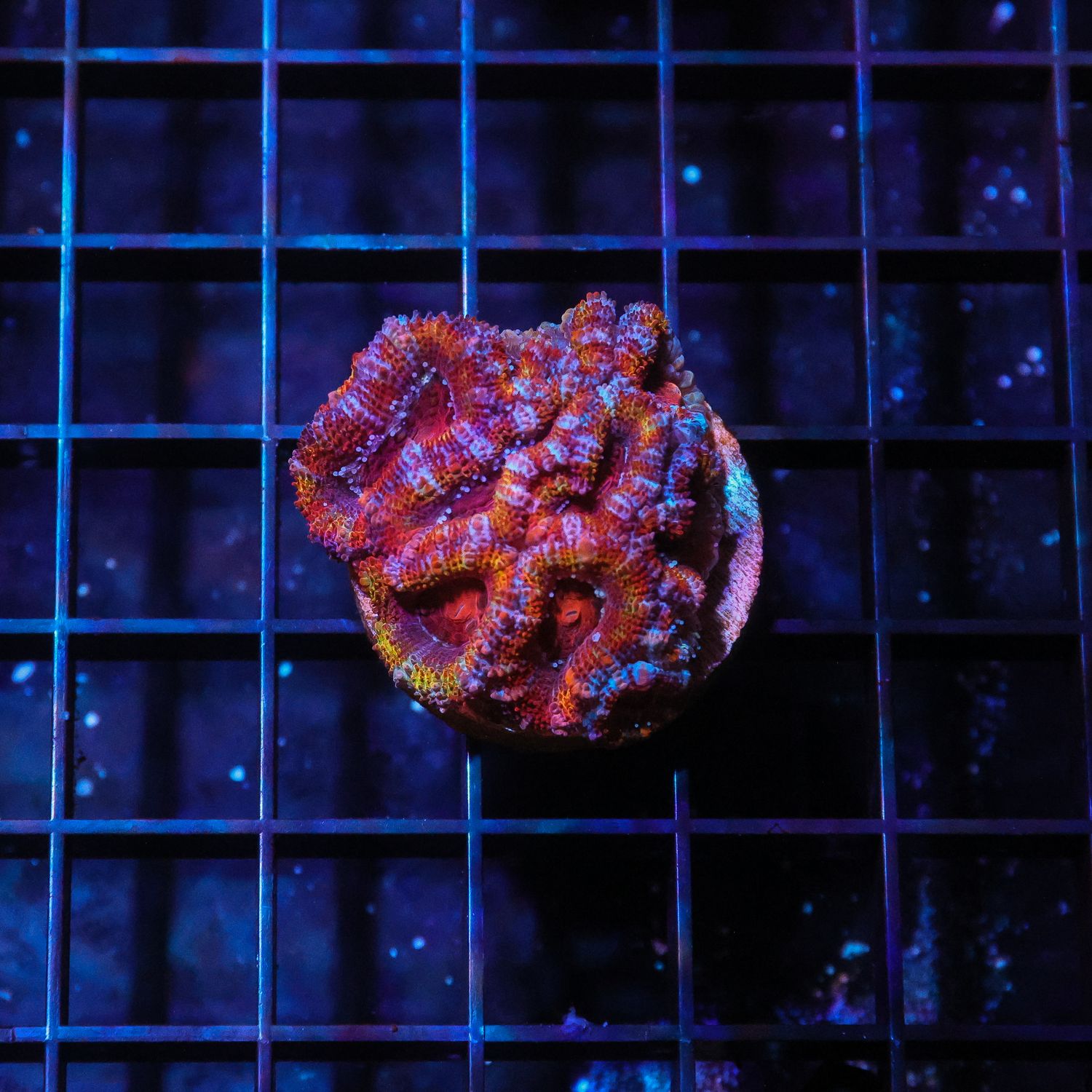 Rainbow Acan 3 (Acan Lordhowensis)