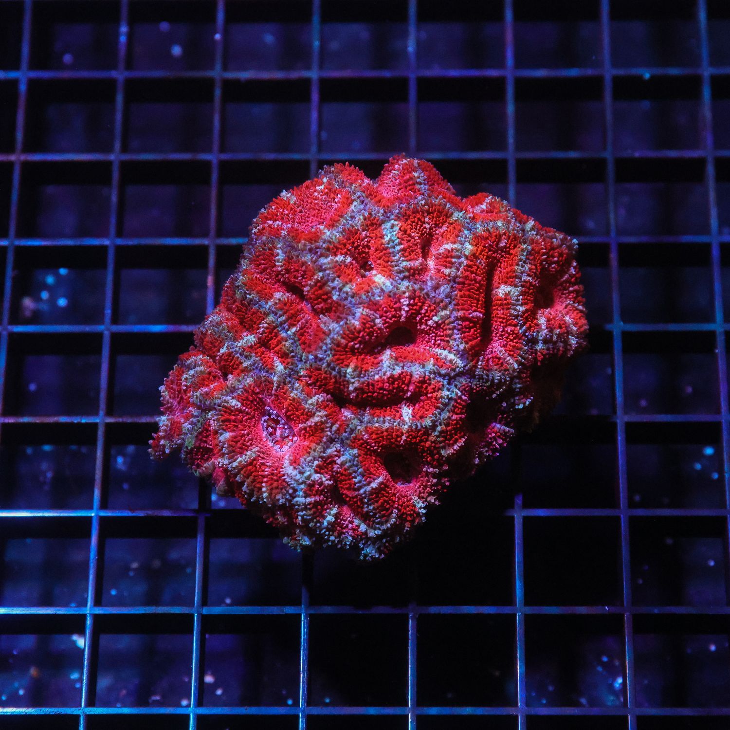 Bi-color Acan Colony 4 (Acan Lordhowensis)