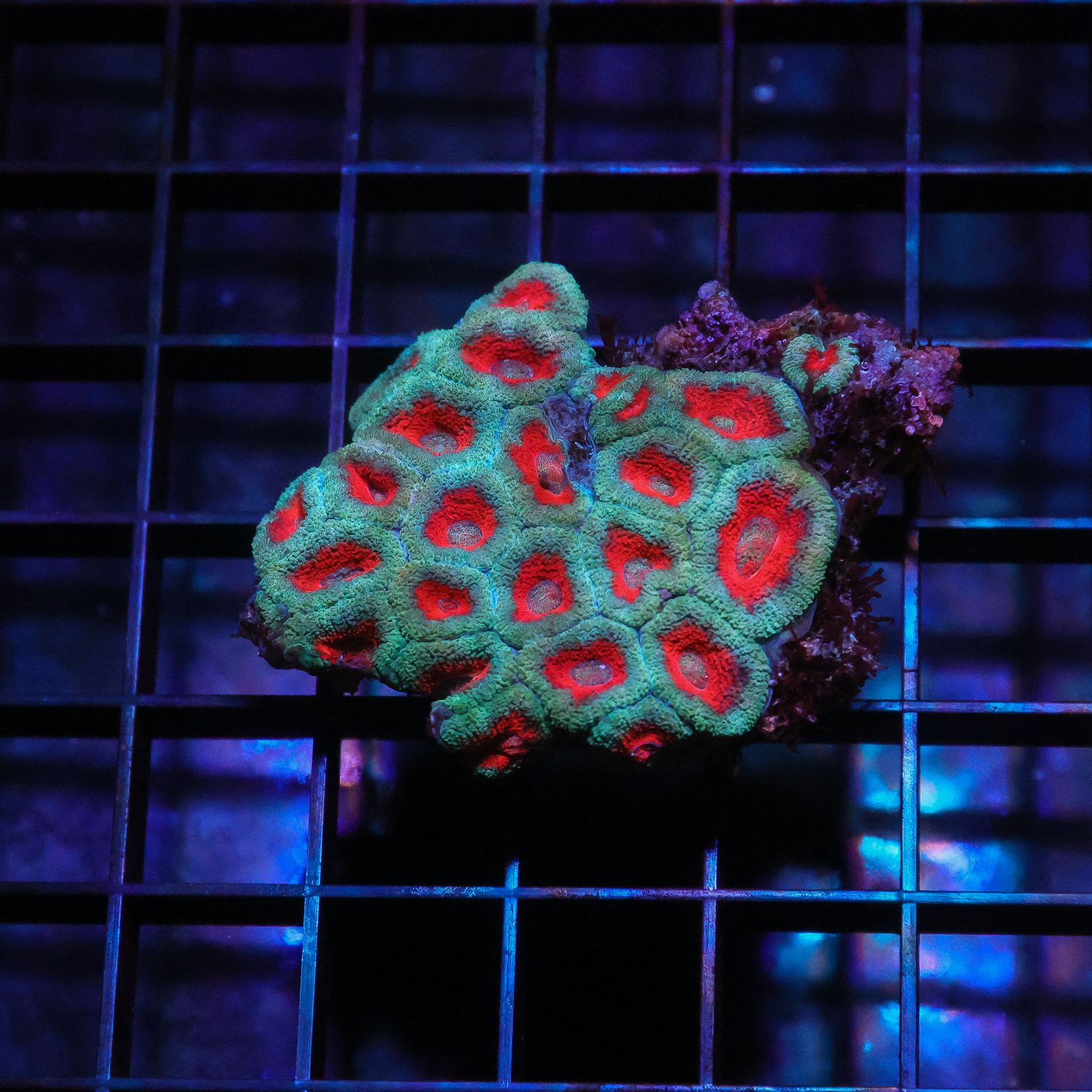Bi-color Acan Colony 6 (Acan Lordhowensis)