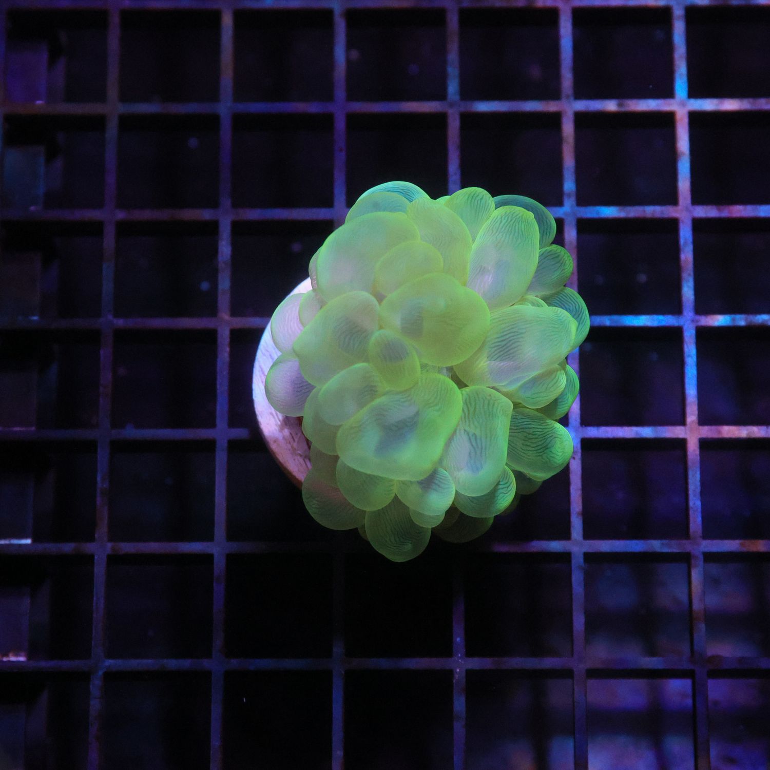 Metallic Green Bubble Coral (Plerogyra Sinuosa)