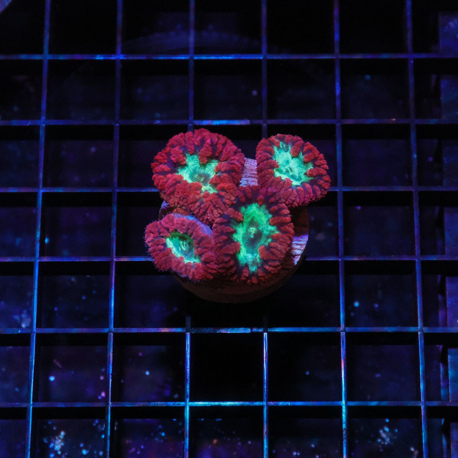 Aussie Red Blastomussa Frag (Blastomussa Sp.)