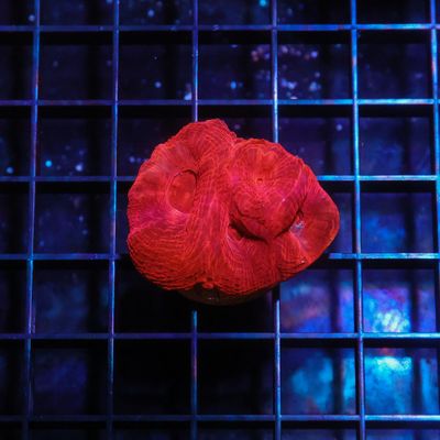 Bright Red Bowerbanki (1-3 Heads)