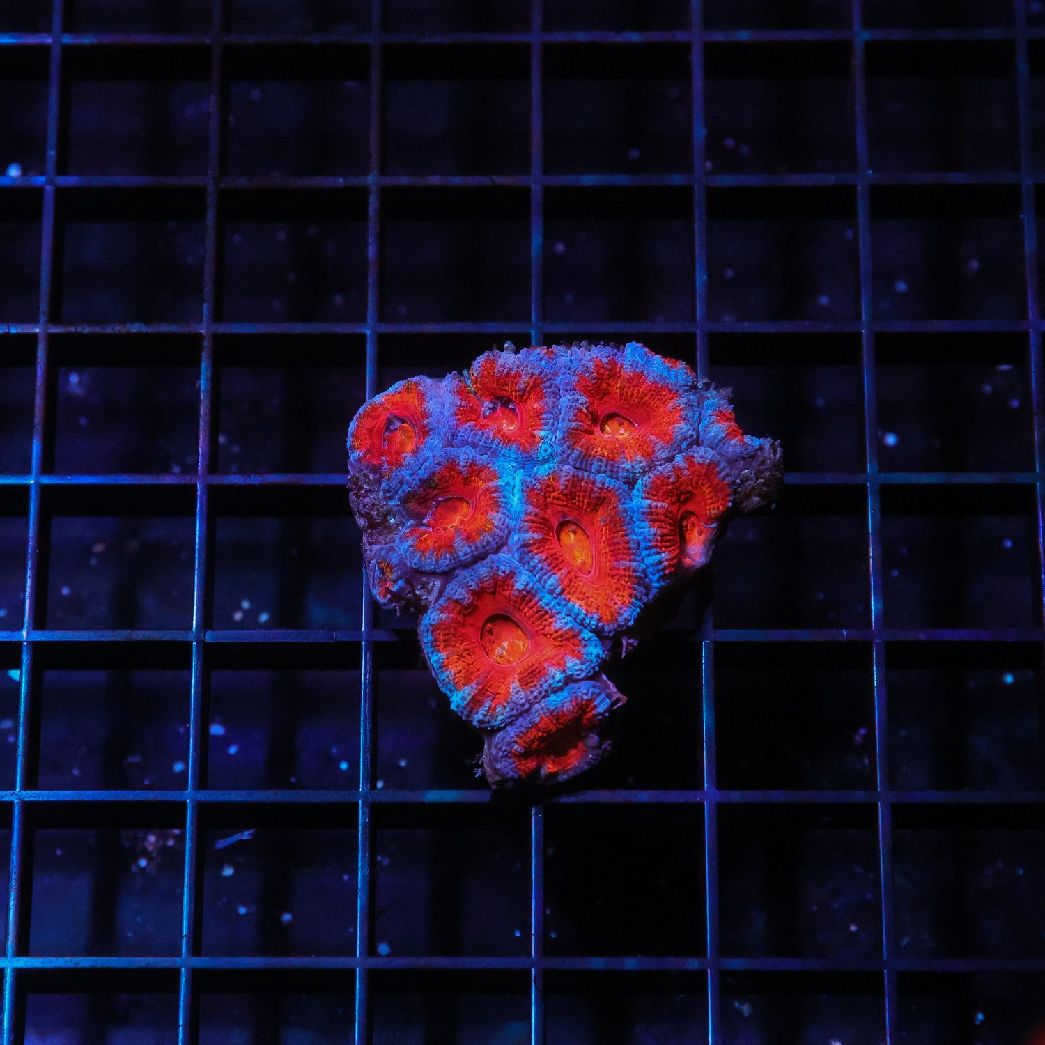 Bi-color Acan Colony 1 (Acan Lordhowensis)