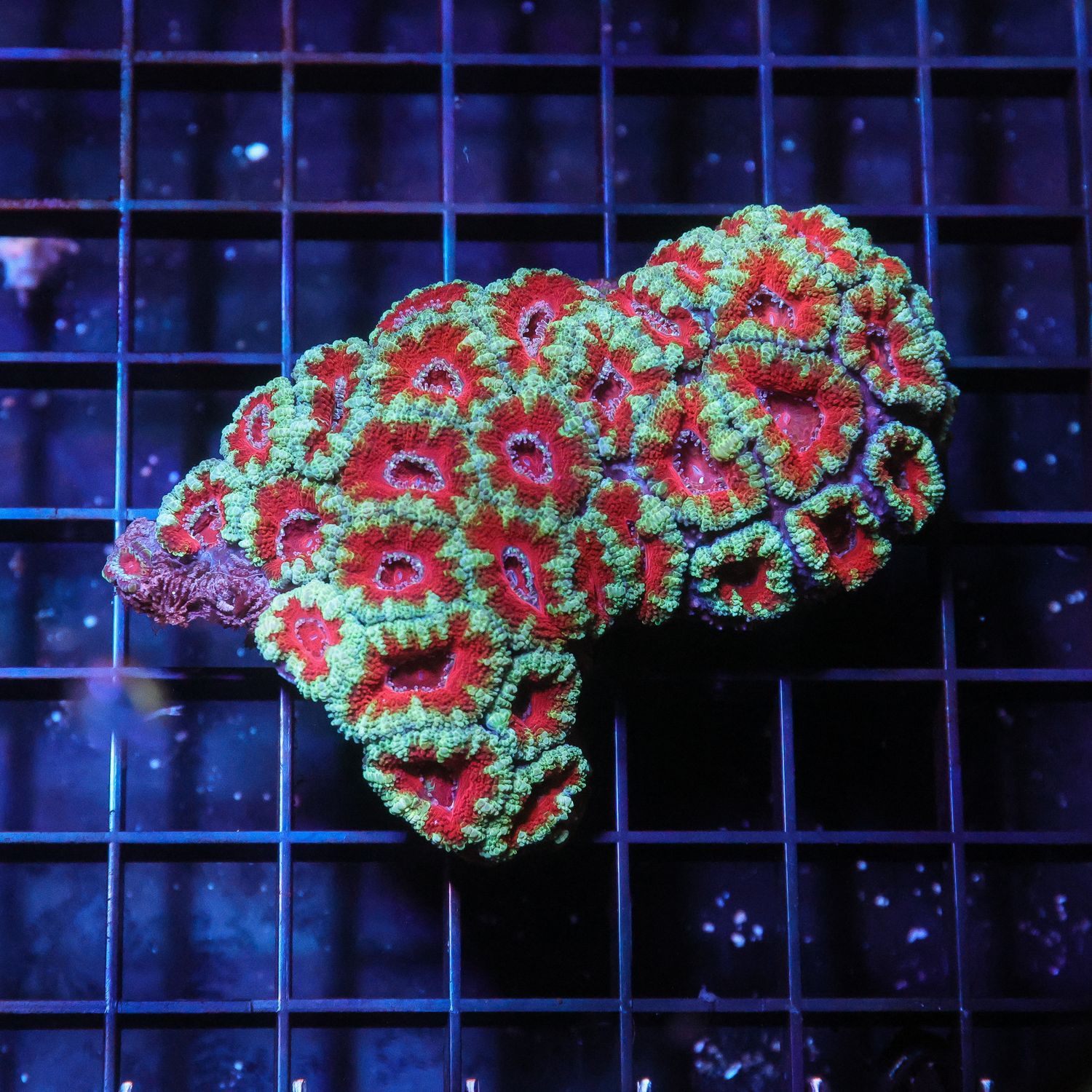 Bi-color Acan Colony 7 (Acan Lordhowensis)