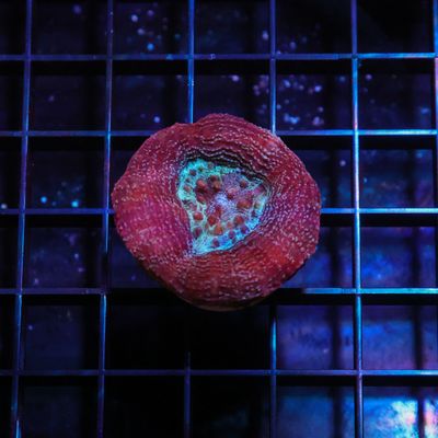 Ultra Red Bowerbanki Frag (1-3 Heads)