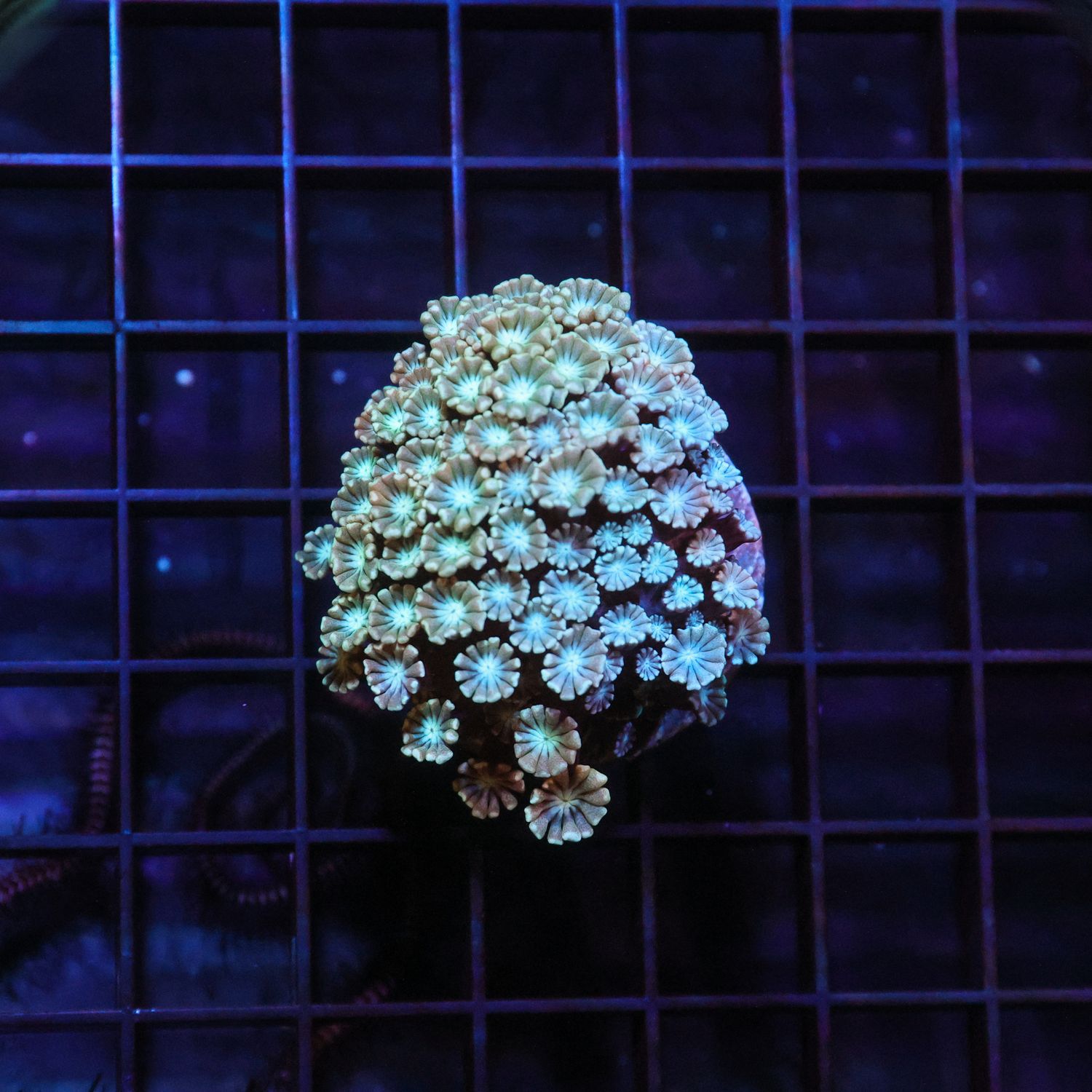 Green Center Alveopora (Alveopora Sp.)