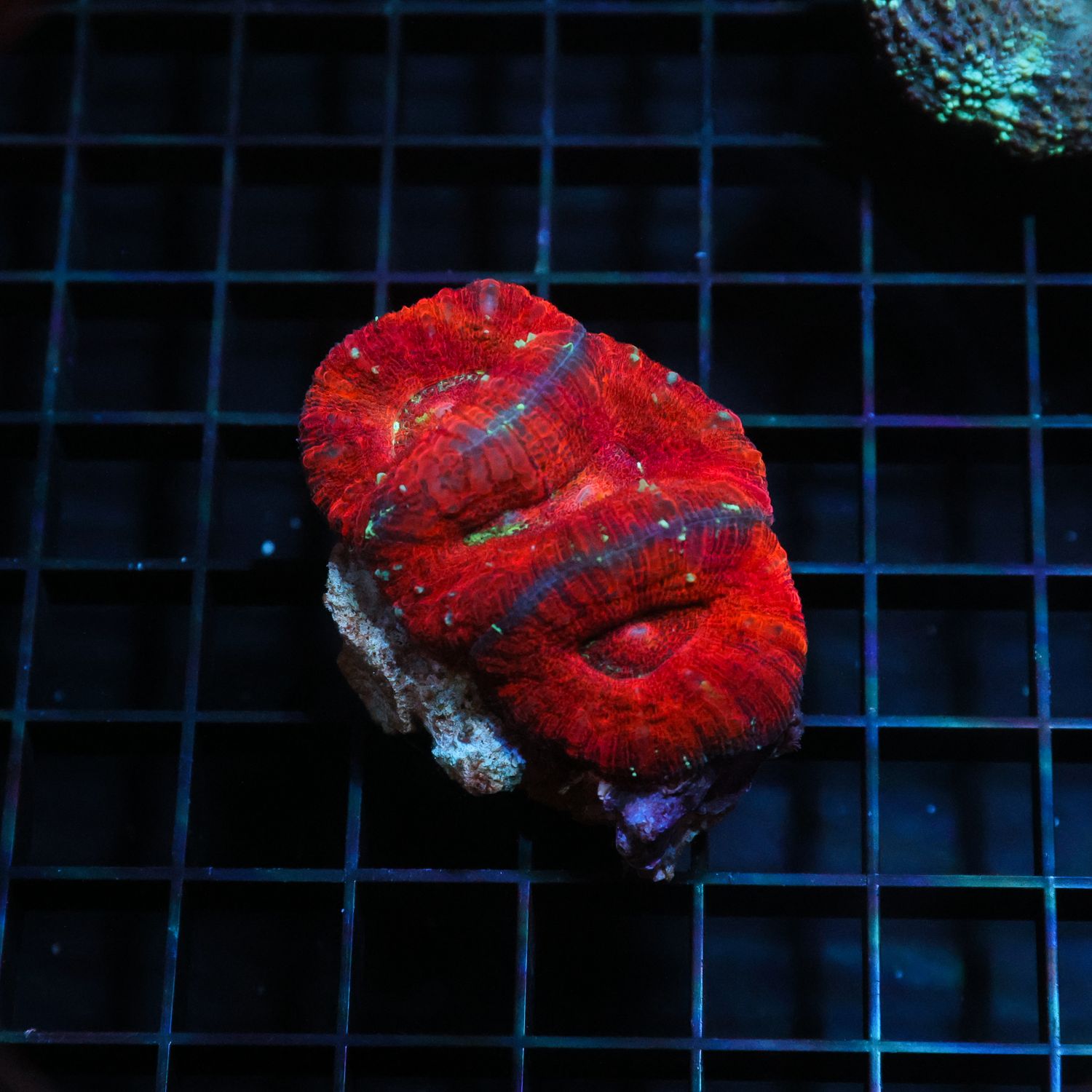 Ultra Button Scoly 2  (Acantastrea Maxima)