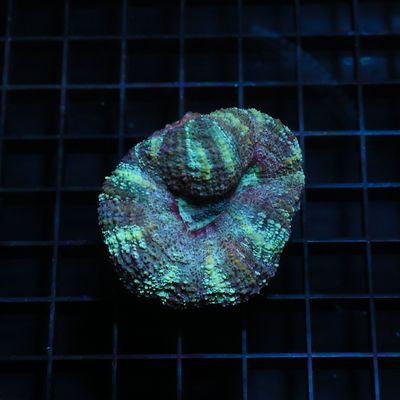 Ultra Button Scoly 1 (Acantastrea Maxima)