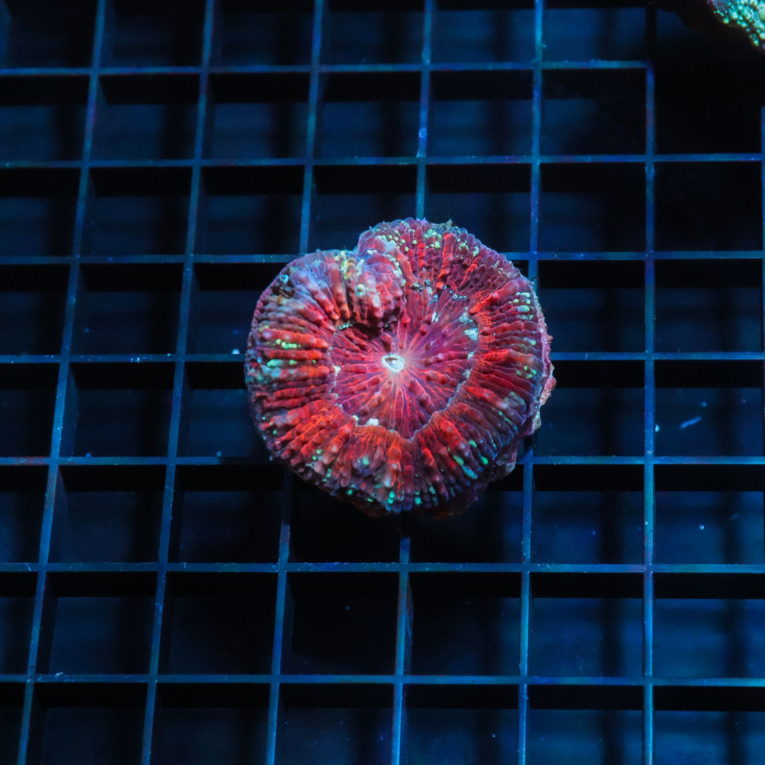 Master Button Scoly 2 (Acantastrea Maxima)