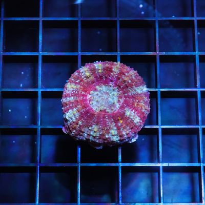 Master Button Scoly 1 (Acantastrea Maxima)