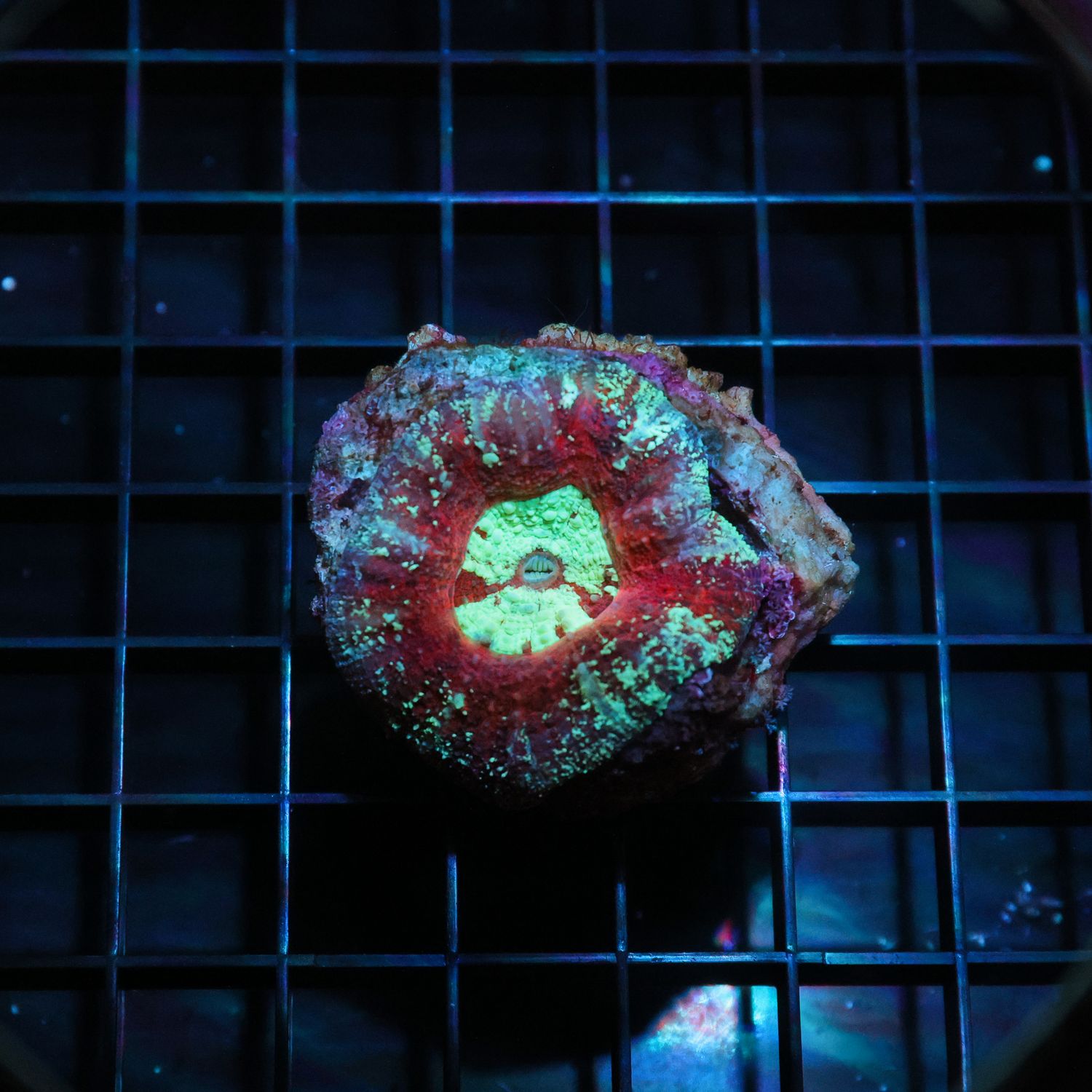 Master Button Scoly 3  (Acantastrea Maxima)