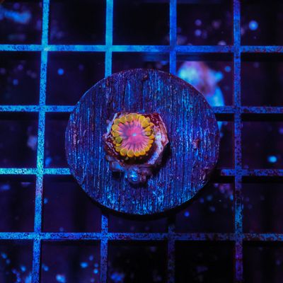 Jedi Mindtrick Zoa Per Polyp (Zoanthid Sp.)