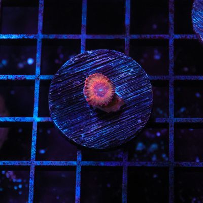 JF Ass Krak Per Polyp (Zoanthid Sp.)